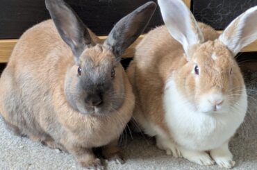 Lettuce powered furniture destroyers