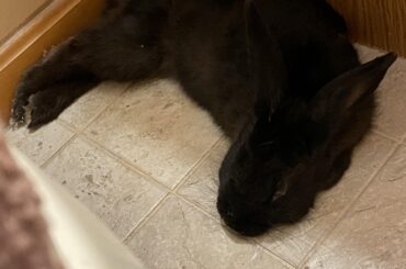 A little update on the bun I found