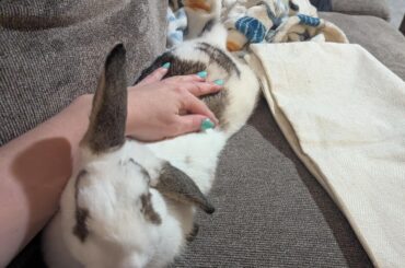 Female rabbit behavior...