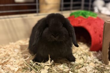 would love some help naming this sweet little girlie 🥹