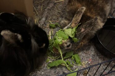 Rabbit Bonding