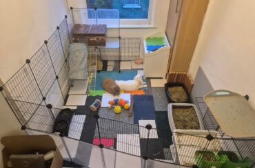 What would you rate their enclosure out of 10?
