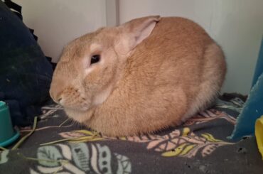 Mr. Waffles in loaf presentation