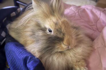 Does my bunny look healthy? I’m a new bunny owner