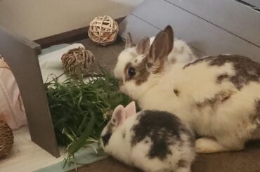 Lady and her babies❤️
