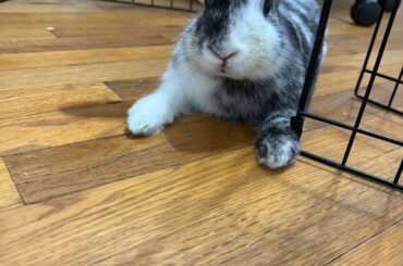 Rehoming holland lop Rabbit ( Atlanta)