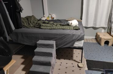 Nero loves using his stairs to check out the bed