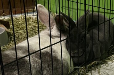 My bunnies got into a fight and I need some advice