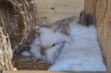 Best cuddle partner is the one that has the same fluff as you