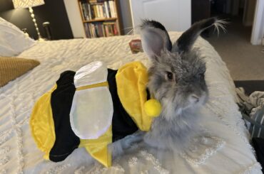 My sweet lil Bunblebee!