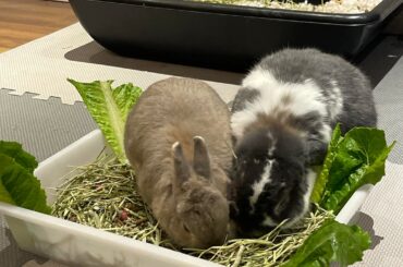 Here to tell you guys that it’s possible to bond bunnies that hated eachother 🤝