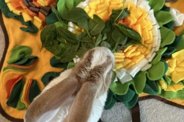 rabbit is undergoing surgery tomorrow, really worried