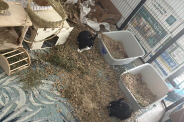 Bunny People, please gather around and help me solve this digging instinct problem.