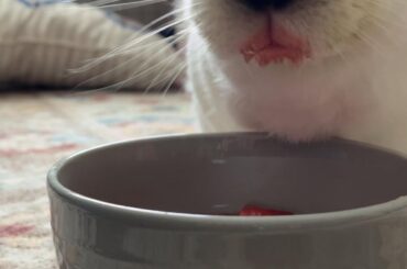 Litter Box