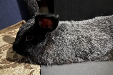 A certain Long Ear Boy munched my Switch 2 cable.
