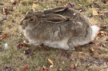 random rabbit on my porch wont leave