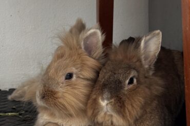 Problems with two female rabbits bonding again after 6 years together