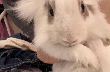 This is my bunny, her name is Chanel💗