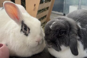 help! kitten vs bunnies!!
