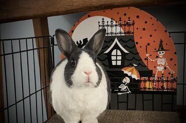 Tripod Bunny advice