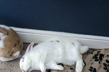 My girls in various buncomfortable positions over the years...