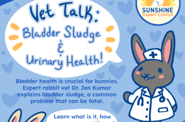 Learn about rabbit urinary health - vet talk in Long Beach, CA