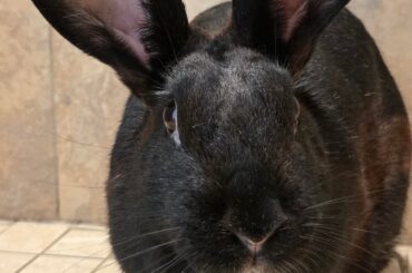 What's the best brush to get rabbit molt off?