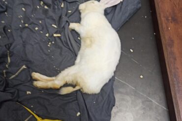Adopted a lab bunny. Did i do something wrong?