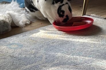 He knows he shouldn’t be eating too much of those carrots…