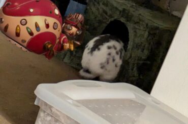 She Thicc