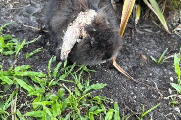 Just Rescued a Mangy Lionhead…2 weeks in, now what?