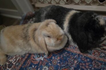 Post-spay safety with a bonded pair