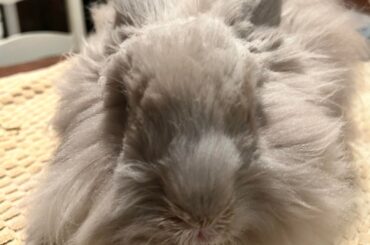 Tips for maintaining fluffy bunny’s butt hygiene?