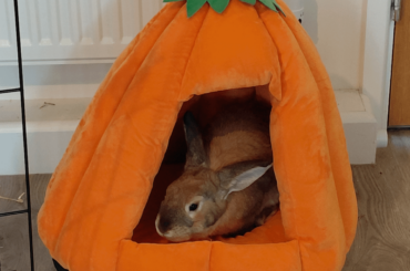is the pumpkin bed safe??