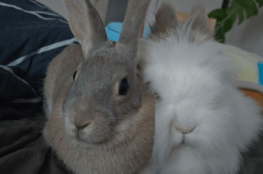 Cuddles from two ends of the bunny spectrum