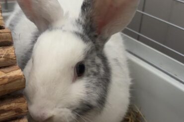 any tips on how to settle her in when she comes home? :)