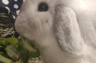 Lill bunny getting better