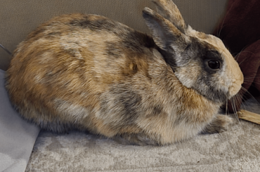 New bunny