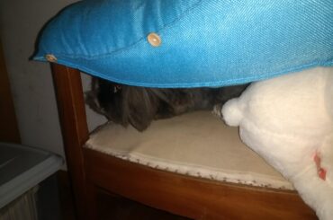 The ambush is ready