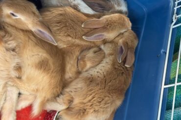 pile of baby bunnies napping