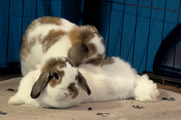 My Bunny Peed On Me!?