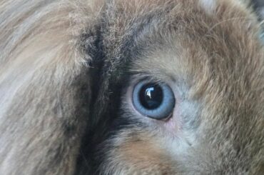 My new rescue has the coolest eyes