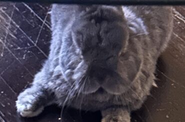 Dwarf won’t eat hay