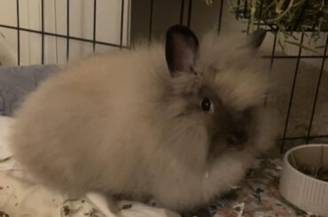 How to groom my bunny