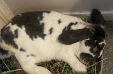 I’m starting to think he doesn’t mind being a widower because all he’s done since we brought him inside for winter is find ridiculously awkward and smol places to live the bachelor life.