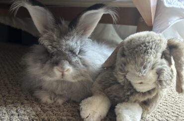Just chillin’ with his floppy eared friend!