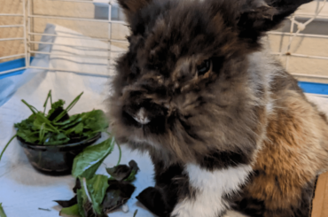 Update on Grandpa Buttons health & food rec for senior rabbit?