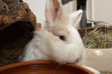 Lost my best friend of 11 years yesterday, my little baby