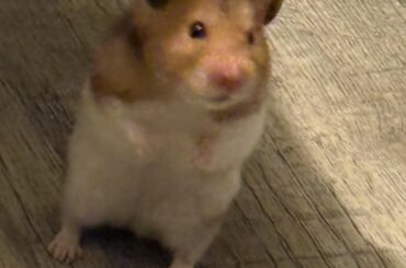 What.. happened to my bunny