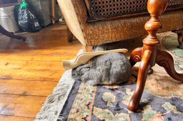 Hot water rabbit